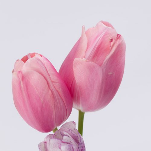Vertical closeup shot of beautiful pink tulips on white background A vertical closeup shot of beautiful pink tulips on white background